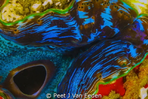 The siphon of a giant sea clam by Peet J Van Eeden 